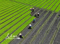 江苏泰州：杂交水稻实现父母本秧苗机械化移栽
