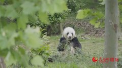 四川成都：“巴适”幸福 活力常新