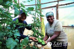 小番茄大丰收 中国农业技术让肯尼亚农户笑开颜