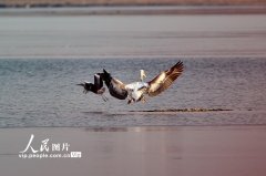 北京昌平：卷羽鹈鹕现身沙河水库