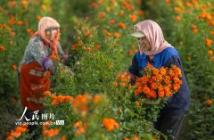 甘肃张掖：“鲜花经济”助力乡村振兴