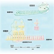  蛋白质合成，探索生命起源之谜（国际科技前沿）