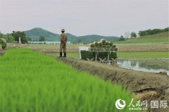 中国驻朝鲜外交官参加支农活动
