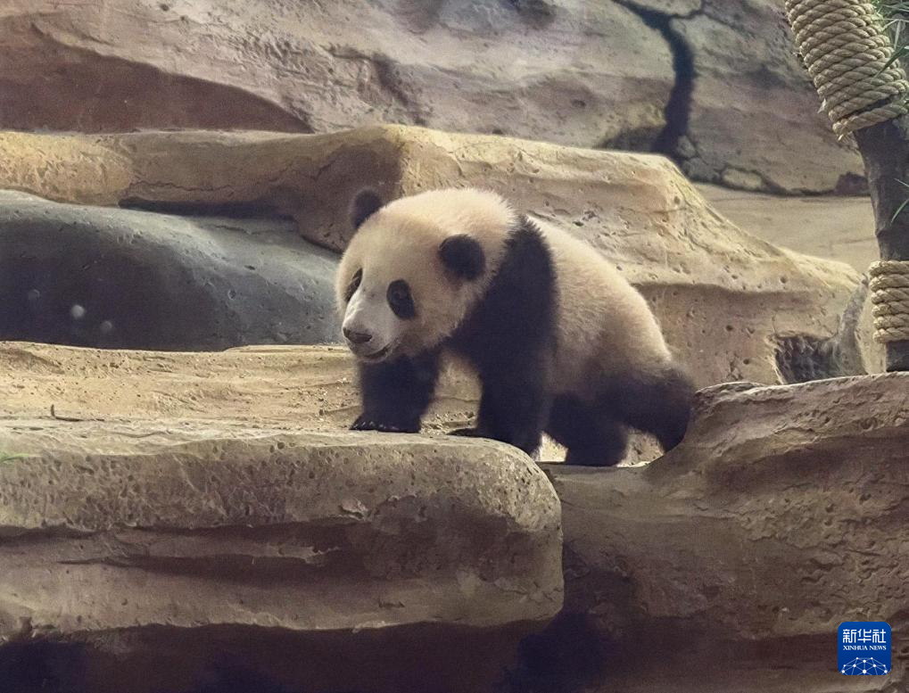 这是5月30日在印度尼西亚西爪哇省茂物县的印尼野生动物园拍摄的大熊猫幼仔“里奥”。新华社发(印尼野生动物园供图)
