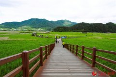 探访韩国顺天湾湿地