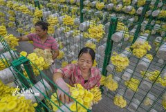 湖南道县：小菌菇 大产业