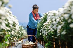 安徽休宁：徽州贡菊采摘忙