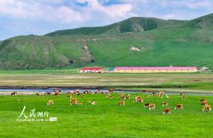 内蒙古兴安盟：乌兰毛都草原夏日美景