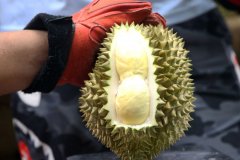 列国鉴丨记者手记:榴莲季,看泰国榴莲“奔赴”中国
